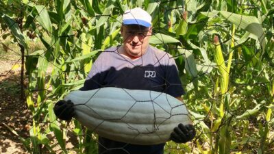 HİSARCIK'LI ÇİFTÇİ ATA TOHUMUNDAN 30 KİLO GELEN BAL KABAĞI YETİŞTİRDİ