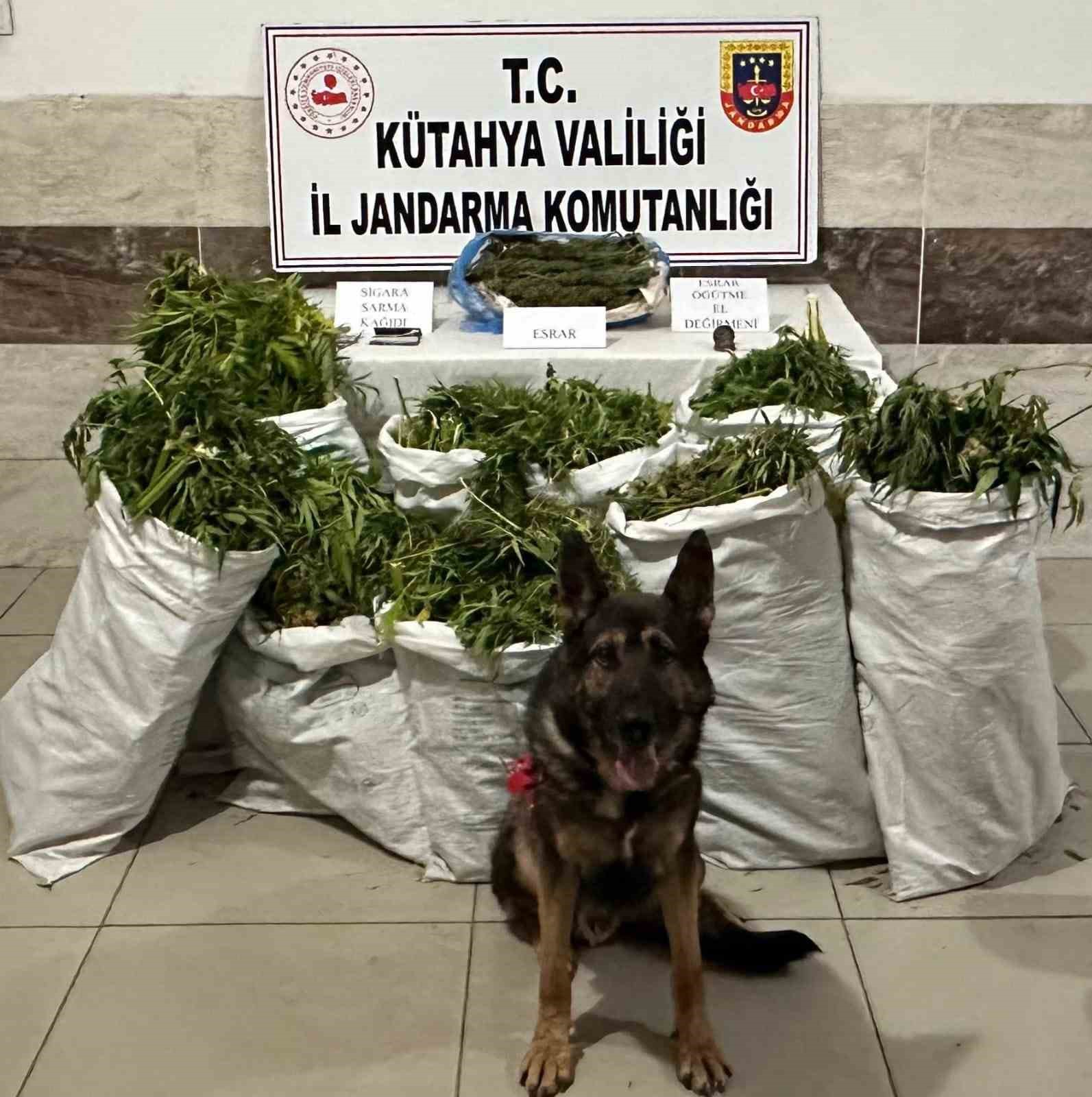 Tavşanlı’da evinde yüklü miktarda kubar esrar maddesi bulunan şüpheli tutukladı