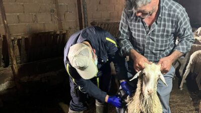 ASLANAPA'DA KÜÇÜKBAŞ VE BÜYÜKBAŞ HAYVAN AŞILAMA ÇALIŞMALARI