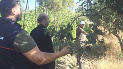 EMET KÜRECİ ELMASI FİDANLARININ İZLEME VE DENETİMİ YAPILDI