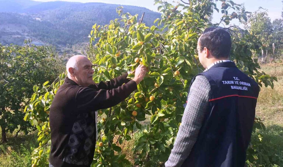 EMET’TE ÇİFTÇİLERE MEYVE AĞAÇLARINDA