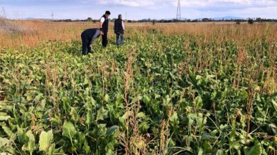 EMET’TE ŞEKERPANCARI EKİLİ ALANLAR KONTROL EDİLDİ