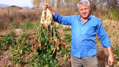 HİSARCIK’TA PANCAR SÖKÜM MESAİSİ DEVAM EDİYOR