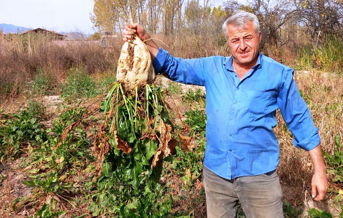 Hisarcık’ta pancar söküm mesaisi