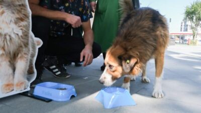 KÜTAHYA'DA BELEDİYESİ SOKAK HAYVANLARI İÇİN MAMA DAĞITTI