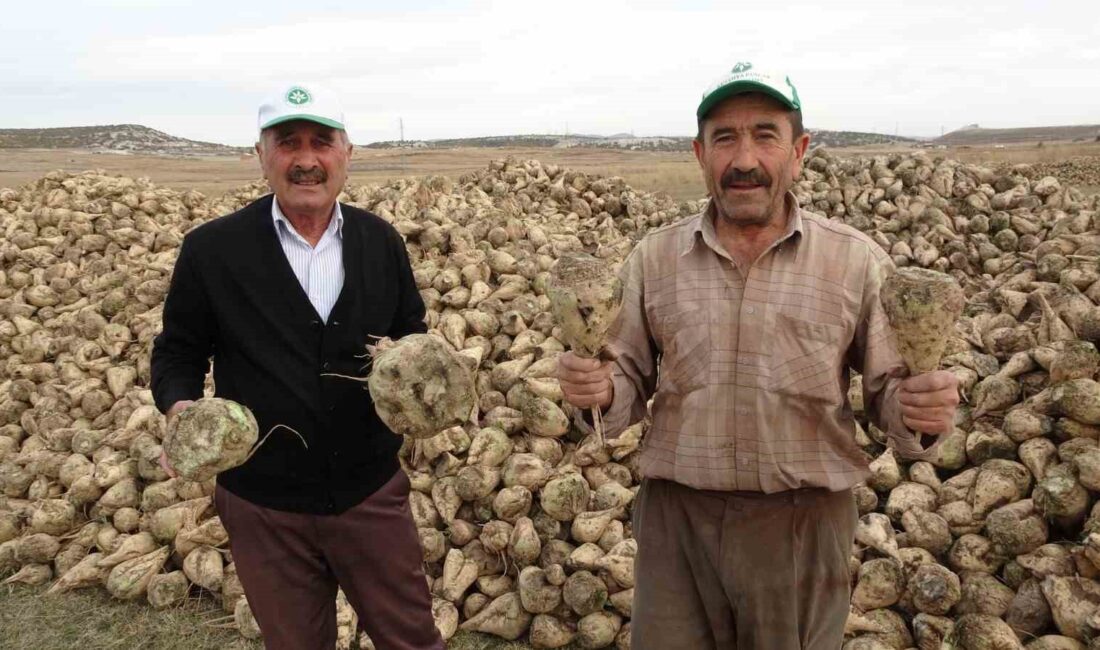 KÜTAHYA'DA PANCAR HASADI BAŞLADI