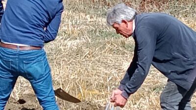 ŞAPHANE’YE YABAN MERSİNİ BAHÇESİ TESİS EDİLECEK