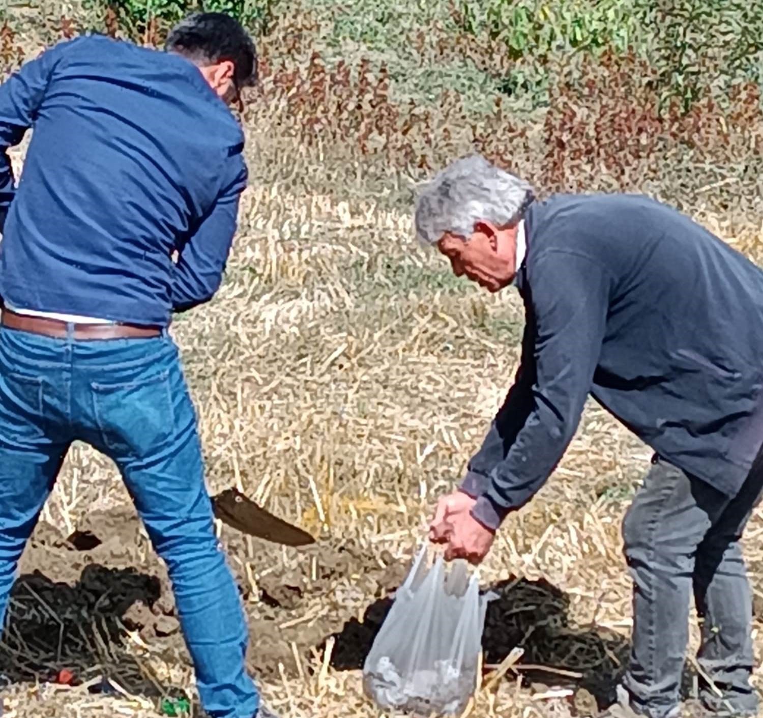 Şaphane’ye yaban mersini bahçesi tesis edilecek