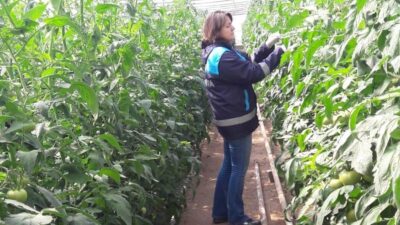 SİMAV’DA ÖRTÜALTI TARIM ALANLARINDA SÜRVEY ÇALIŞMALARI