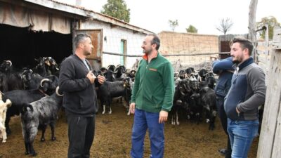 EMET BELEDİYESİNİN KEÇİ PEYNİRİ PROJESİNDE ÜRETİCİ SAYISI ARTIYOR