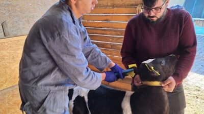 GEDİZ’DE BÜYÜKBAŞ HAYVANLARA ŞAP AŞISI UYGULAMASI