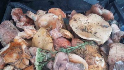 GEDİZ’DE SONBAHARDA MANTAR BEREKETİ