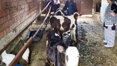 GEDİZ’DE SONBAHAR ŞAP AŞILAMA ÇALIŞMALARI TAMAMLANDI