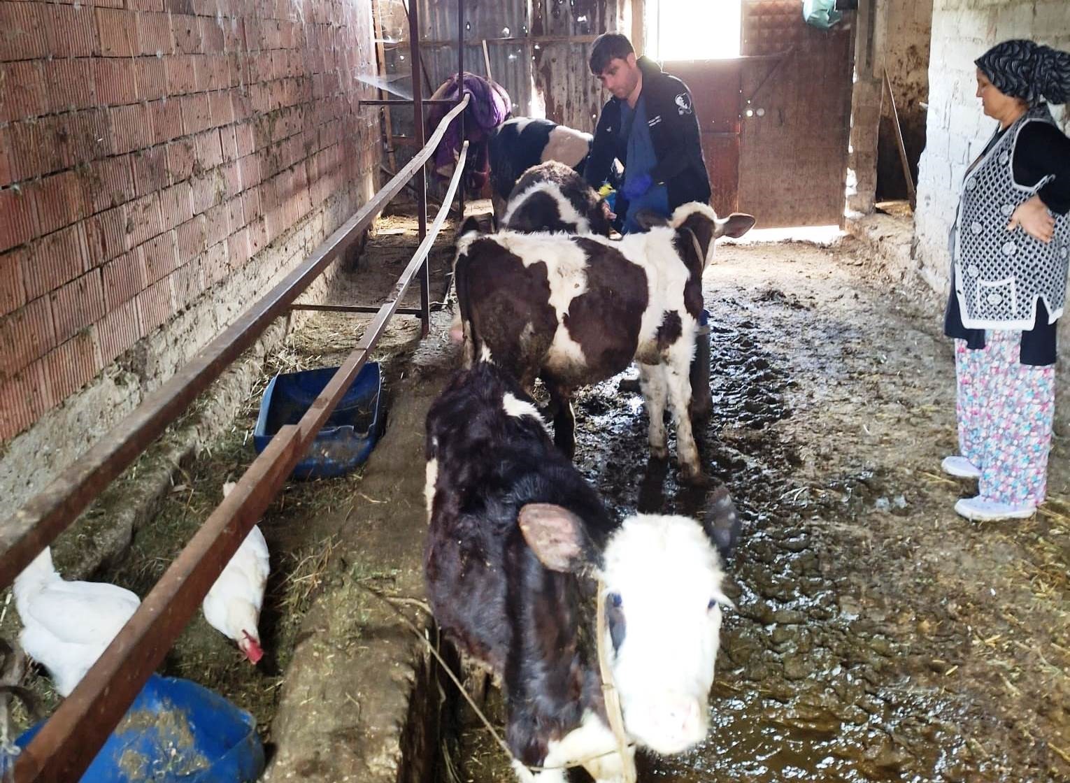 GEDİZ’DE SONBAHAR ŞAP AŞILAMA ÇALIŞMALARI TAMAMLANDI