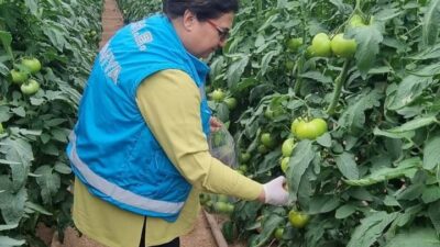 KÜTAHYA’DA ÖRTÜALTI ÜRETİM ALANLARINDAN DOMATES NUMUNELERİ ALINDI