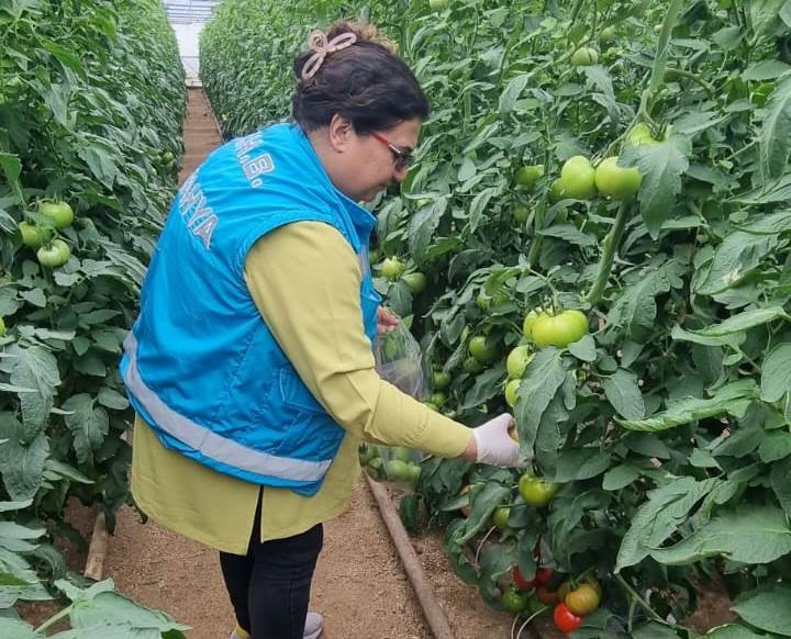 KÜTAHYA’DA ÖRTÜALTI ÜRETİM ALANLARINDAN