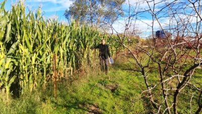 SİMAV’DA TEK VE ÇOK YILLIK ÜRÜNLERDE ÖRNEKLEME ÇALIŞMASI