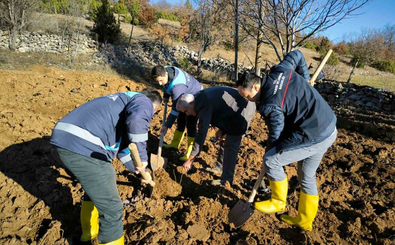 Emet’te ceviz fidanlarının dikimi ile demonstrasyon bahçesi kuruldu