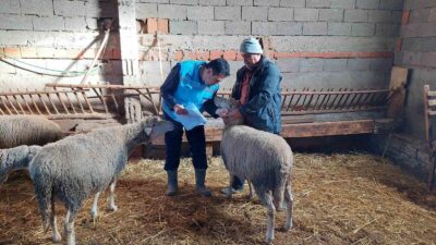 HİSARCIK’TA KOYUN, KEÇİ SAYIMI VE BUZAĞI KÜPELEME ÇALIŞMALARI