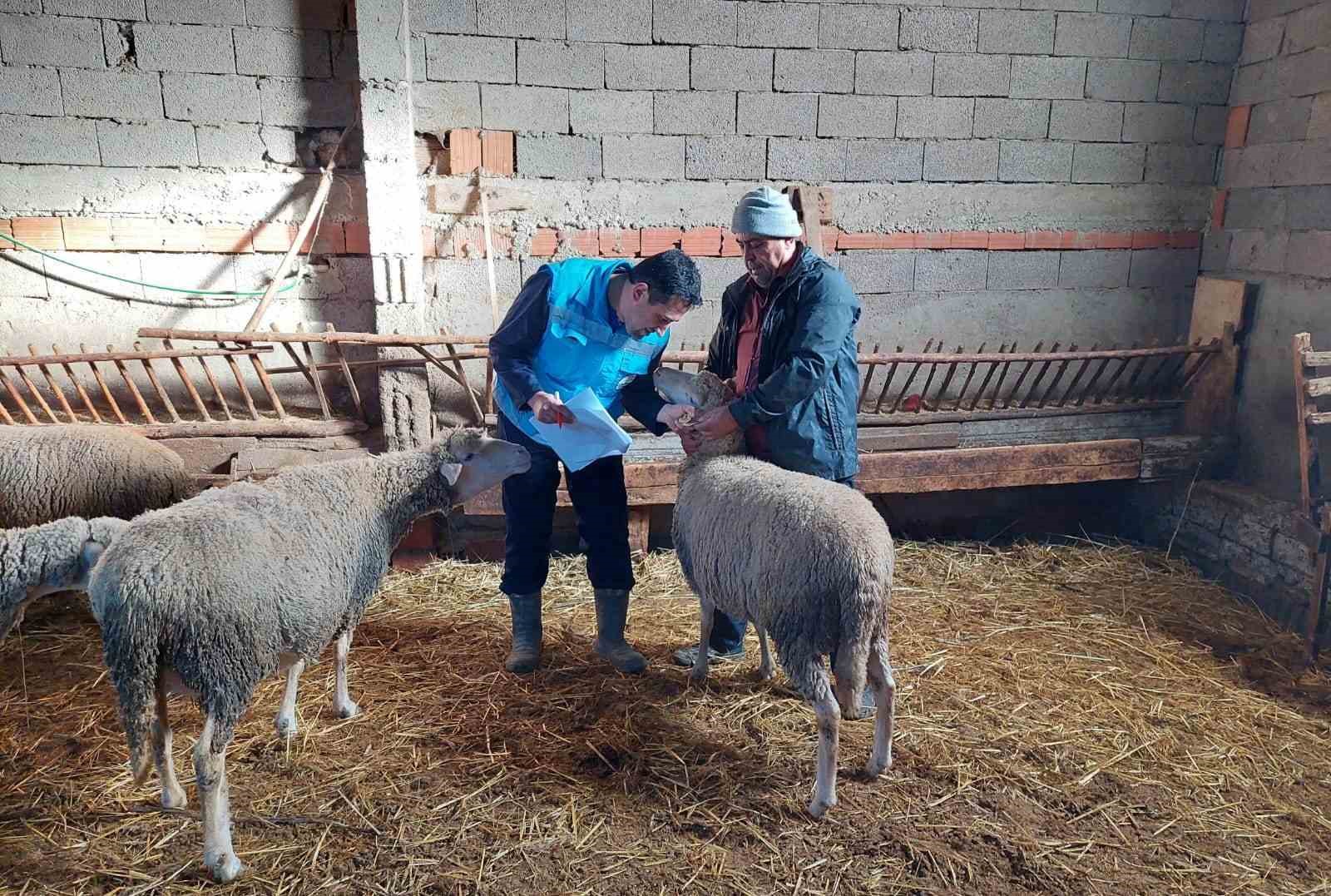 Hisarcık’ta koyun, keçi sayımı ve buzağı küpeleme çalışmaları