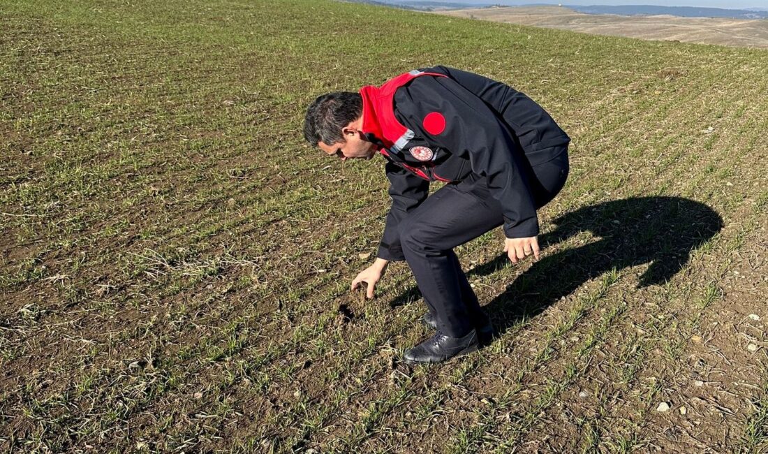 KÜTAHYA’DA HUBUBAT ÜRETİM ALANLARINDA