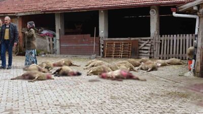 KÜTAHYA'NIN TAVŞANLI İLÇESİNDE YAKLAŞIK 80 KOYUNUN BULUNDUĞU AHIRA SOKAK KÖPEKLERİ