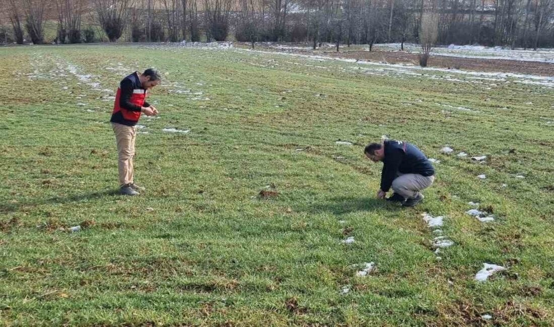 KÜTAHYA’DA BUĞDAY TOHUMLARININ ARAZİDE