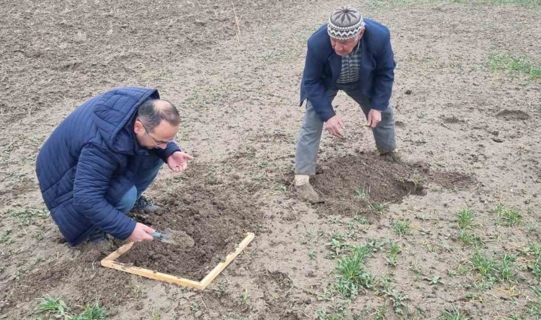 KÜTAHYA’DA HUBUBAT EKİLİ ALANLARDA