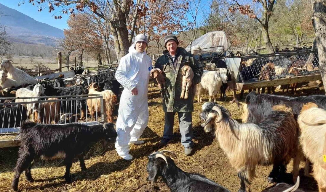 SİMAV’DA ÇOBAN TESPİTLERİ YAPILIYOR