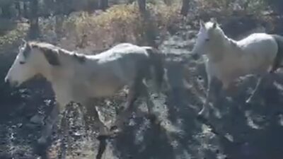KÜTAHYA'NIN TAVŞANLI İLÇESİ YAYLACIK ORMANINDA NADİR OLARAK GÖRÜNEN YILKI ATLARI,