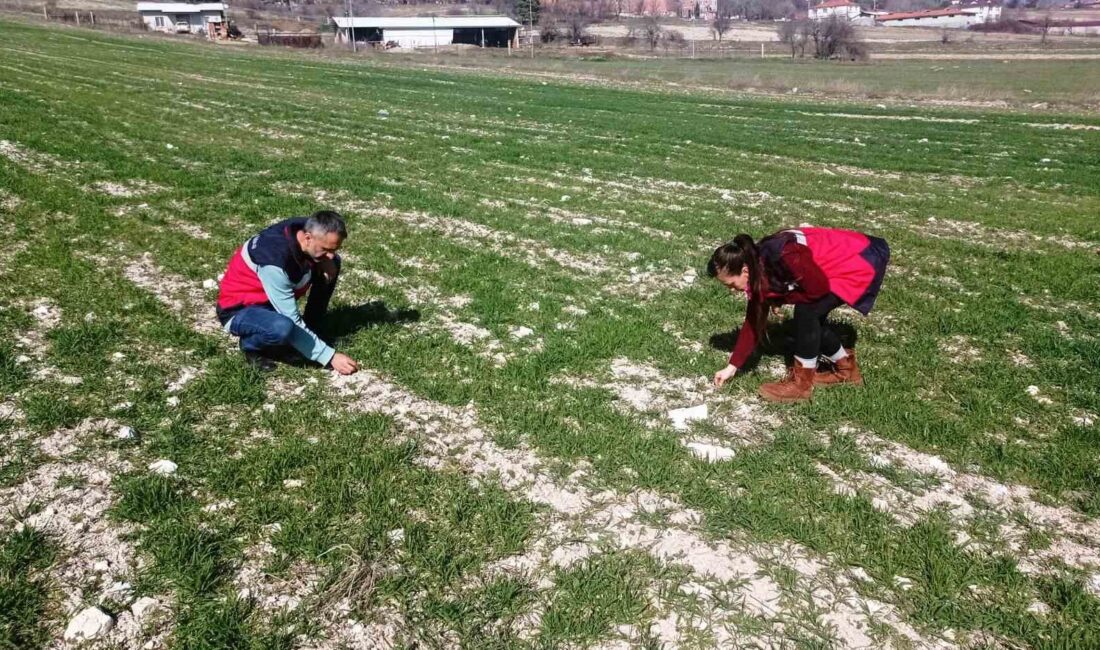 DOMANİÇ’TE HUBUBAT EKİLİ TARLALARDA