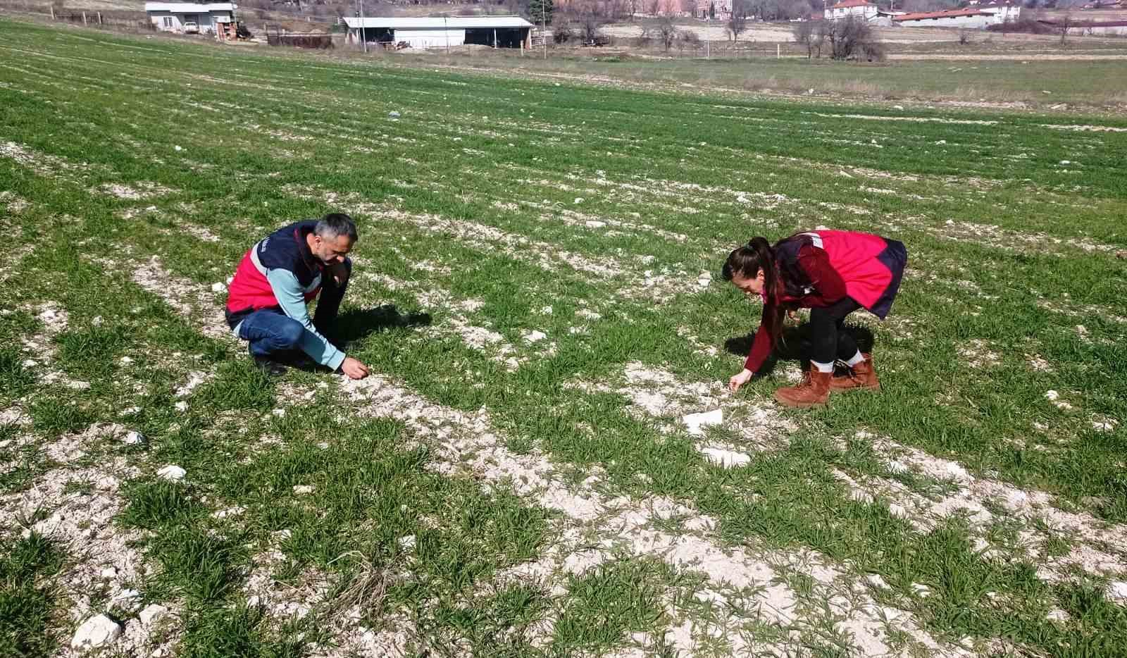 Domaniç’te hububat ekili tarlalarda fenolojik gözlem, hastalık ve zararlı kontrolü