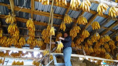 HİSARCIK’LI ÇİFTÇİ MISIRLARI TAVANA ASARAK MUHAFAZA EDİYOR ASKIDA MISIR