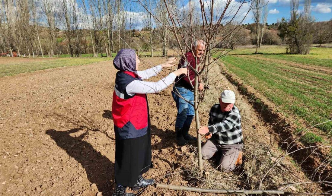 HİSARCIK’TA MEYVE AĞAÇLARINDA UYGULAMALI