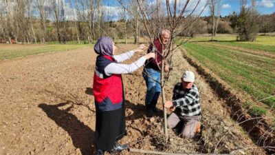 HİSARCIK’TA MEYVE AĞAÇLARINDA UYGULAMALI BUDAMA EĞİTİMİ