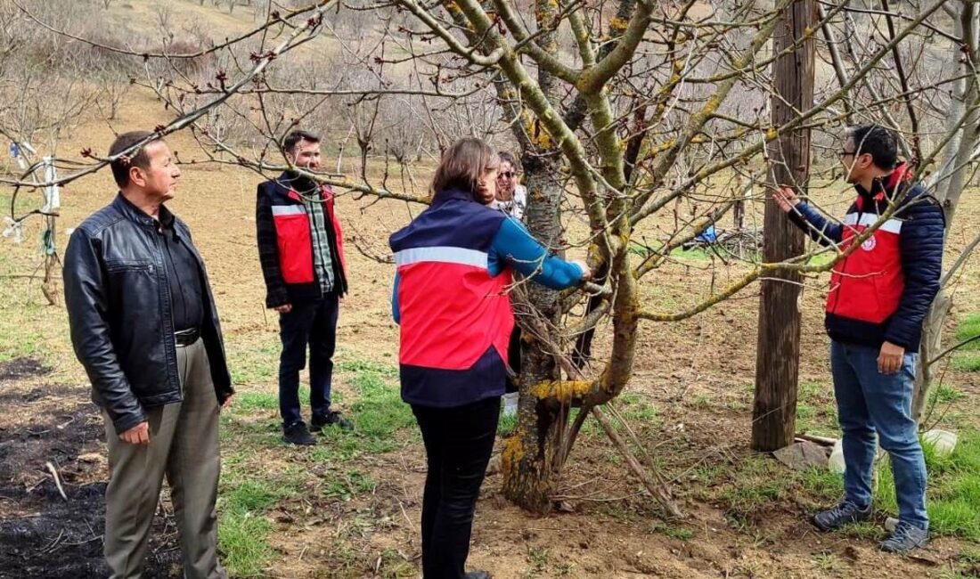 ŞAPHANE’DE MEYVE AĞAÇLARINDA LİKEN