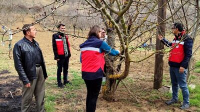 ŞAPHANE’DE MEYVE AĞAÇLARINDA LİKEN OLUŞUMLARI GÖZLEMLENDİ