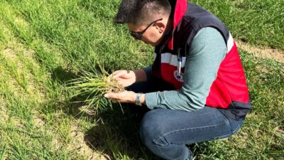 DUMLUPINAR’DA HUBUBAT EKİLİ ARAZİLERDE ÜRÜN GELİŞİM, HASTALIK VE ZARARLI KONTROLLERİ