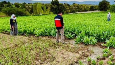 EMET’TE HUBUBAT, HAŞHAŞ EKİLİ ARAZİLER VE MEYVE BAHÇELERİNDE ÜRÜN HASTALIK