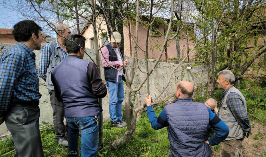 EMET’TE MEYVE ÜRETİCİLERİNE BUDAMA