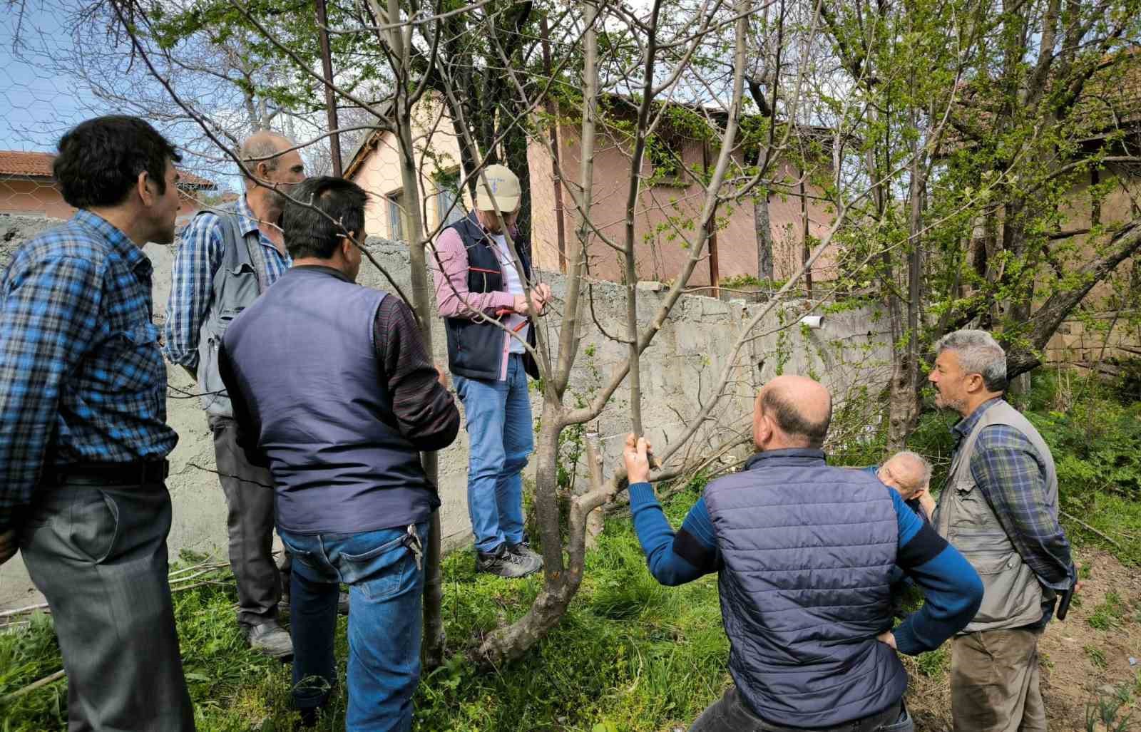 Emet’te meyve üreticilerine budama ve aşılama eğitimi