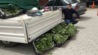 HİSARCIK’TA ASMA YAPRAĞI RAĞBET GÖRÜYOR