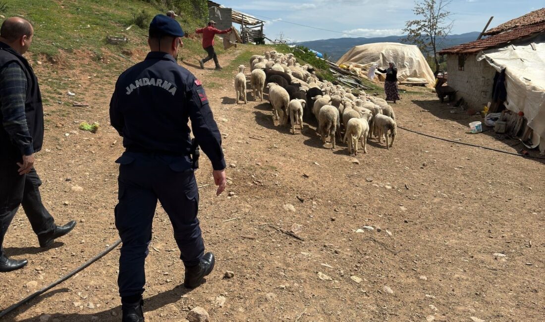 HİSARCIK’TA KAYBOLAN 55 KÜÇÜKBAŞ HAYVANI JANDARMA BULDU