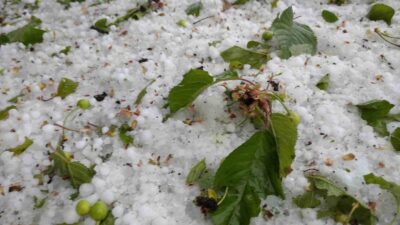 DOMANİÇ ORTACA KÖYÜNDE MEYVE AĞAÇLARINI DOLU VURDU