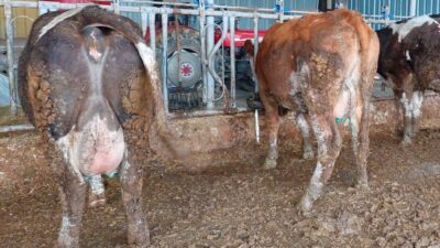 EMET’TİN 3 KÖYÜNDE ŞAP KARANTİNASI