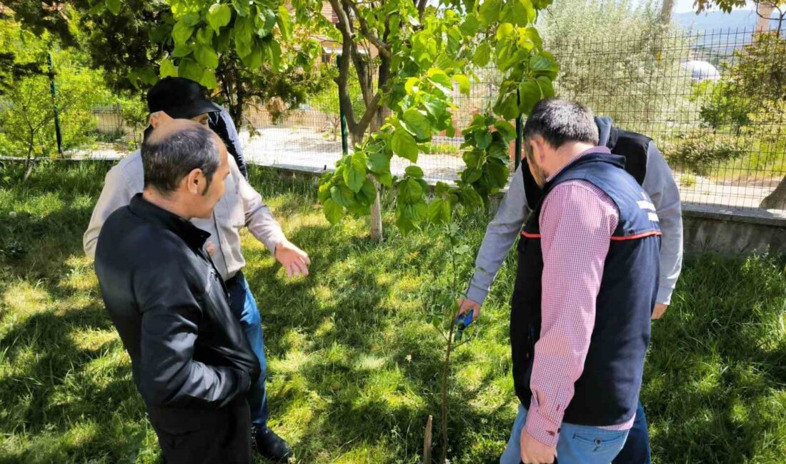 EMET’TE ÇİFTÇİLERE UYGULAMALI BUDAMA