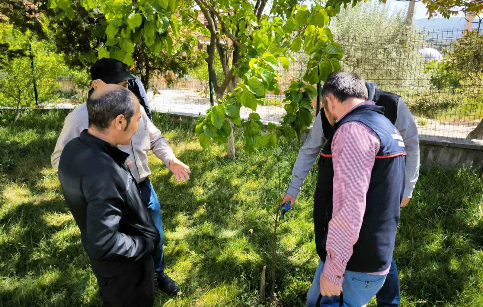 Emet’te çiftçilere uygulamalı budama ve aşılama eğitimi