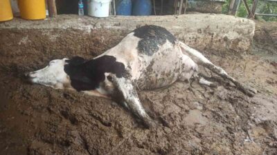 GEDİZ’DE ELEKTRİK AKIMINA KAPILAN 3 BÜYÜKBAŞ HAYVAN TELEF OLDU