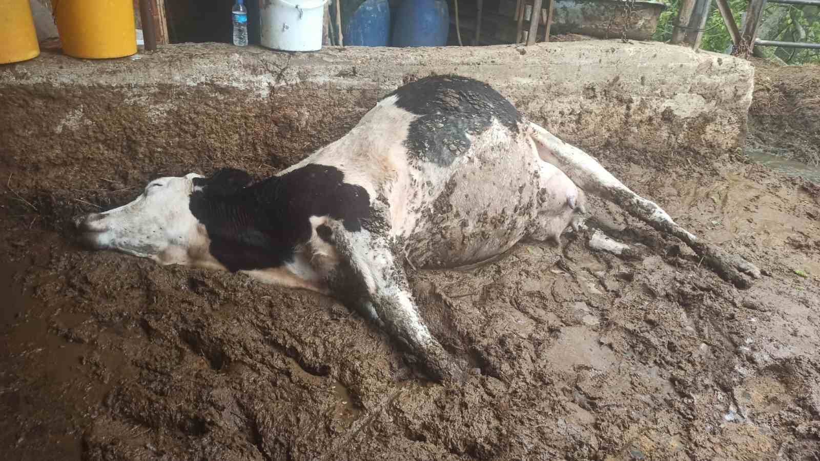 GEDİZ’DE ELEKTRİK AKIMINA KAPILAN 3 BÜYÜKBAŞ HAYVAN TELEF OLDU