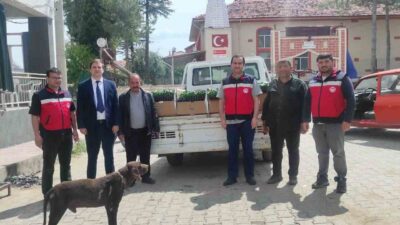 GEDİZ’DE ÜRETİCİLERE YÜZDE 50 HİBELİ 26 BİN 780 KÖK BİBER